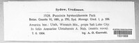 Puccinia hysteriiformis image
